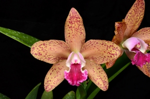 Rhyncholaeliocattleya N.R. Arnie HCC/AOS 76 pts.